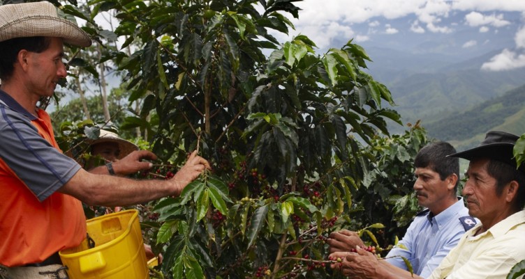 Des caféiculteurs cueillant des cerises.